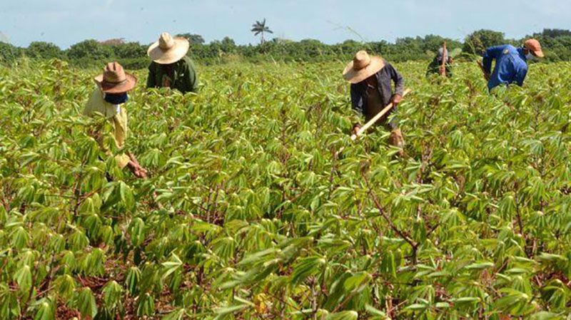 Las 30 medidas priorizadas para potenciar la producción de alimentos en Cuba