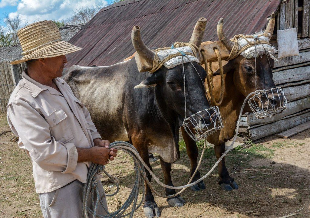yunta bueyes. Avanzar con oportunidad en la economía cubana