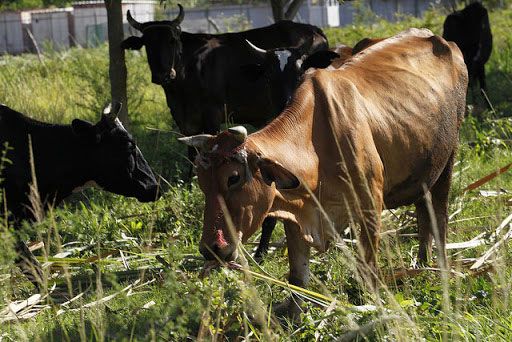 Gaceta Oficial de la República de Cuba, publica sobre la comercialización de productos agropecuarios