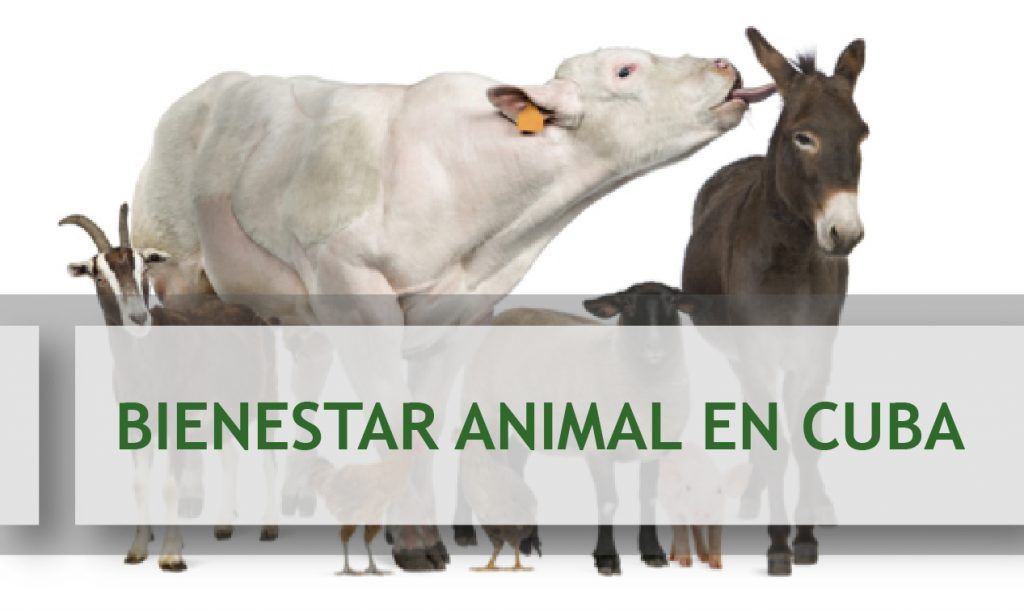 BIENESTAR ANIMAL