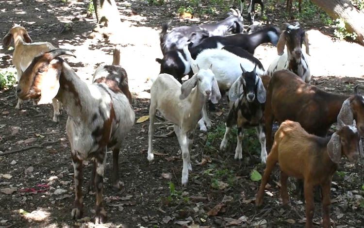 Programa de desarrollo del ganado menor en Cuba