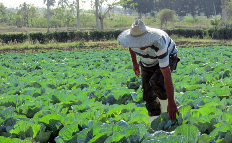 Las 30 medidas priorizadas para dinamizar la producción agropecuaria en Cuba
