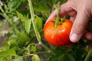 Agroecología para la sostenibilidad de la agricultura resiliente al cambio climático