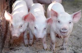 cria de cerdos dentro de la agricultura