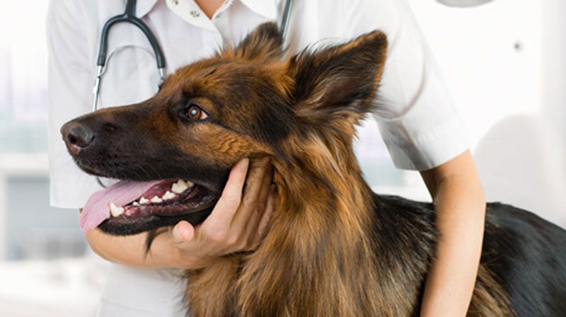 Nota aclaratoria sobre la necesidad del cierre temporal de la clínica veterinaria "José Luis Callejas" de la Habana