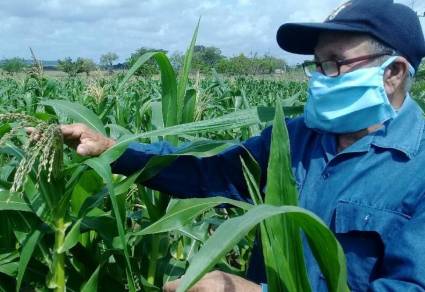 Guía técnica para el desarrollo y protección de las siembras de Maíz