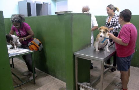 Respuestas a inquietudes de la población por cierre temporal de la Clínica Veterinaria José Luis Callejas (Carlos III)