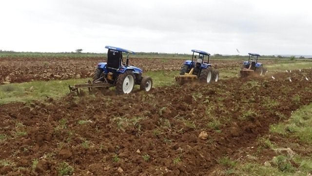 Agricultura tunera no se detiene
