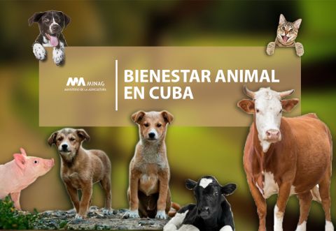 A propósito de la entrada en vigor del Decreto-Ley De Bienestar Animal