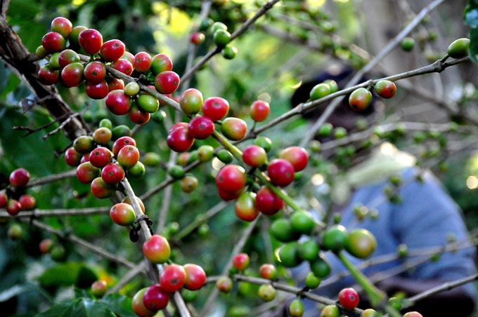 Se prepara Santiago de Cuba para cosecha cafetalera