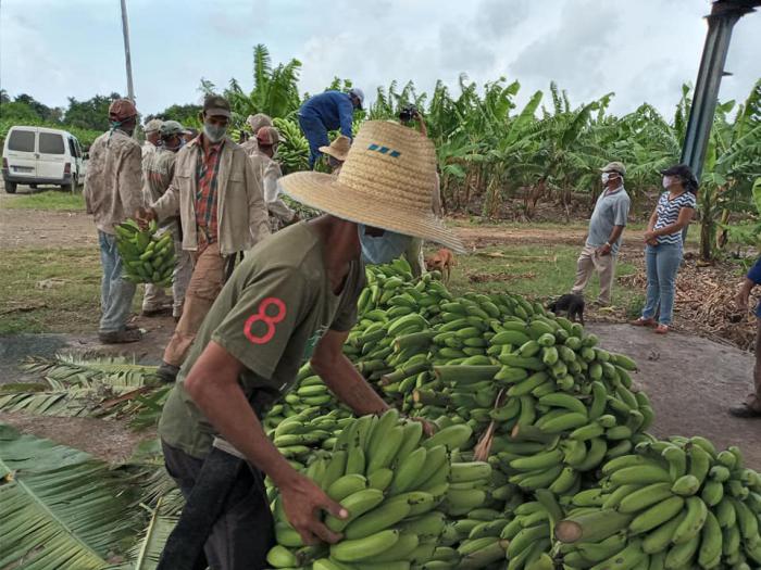 Nuevas resoluciones para potenciar la producción y comercialización agropecuarias (+ Video)