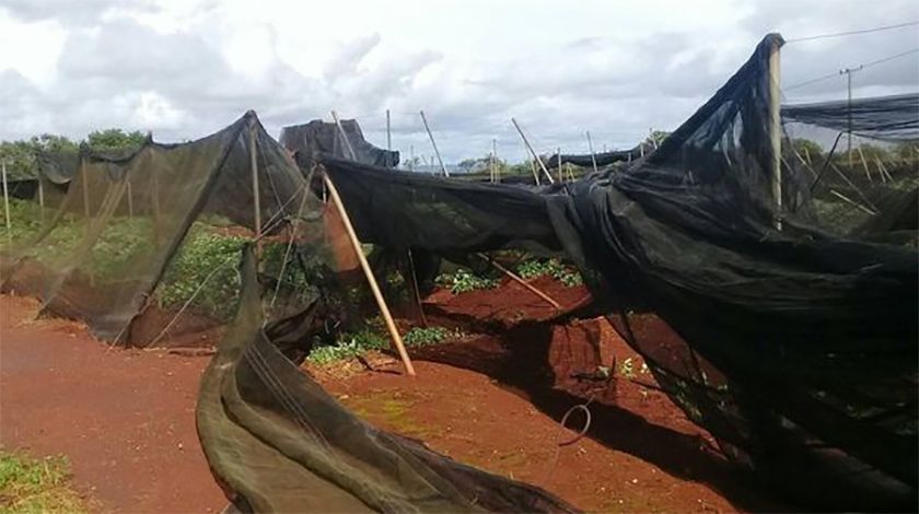 Ministerio de la Agricultura: Afectaciones del Huracán Ida