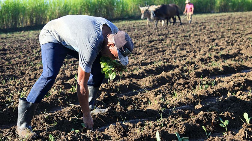 Se trabaja en nuevo modelo de gestión económica para flexibilizar la relación laboral y salarial del trabajador agropecuario