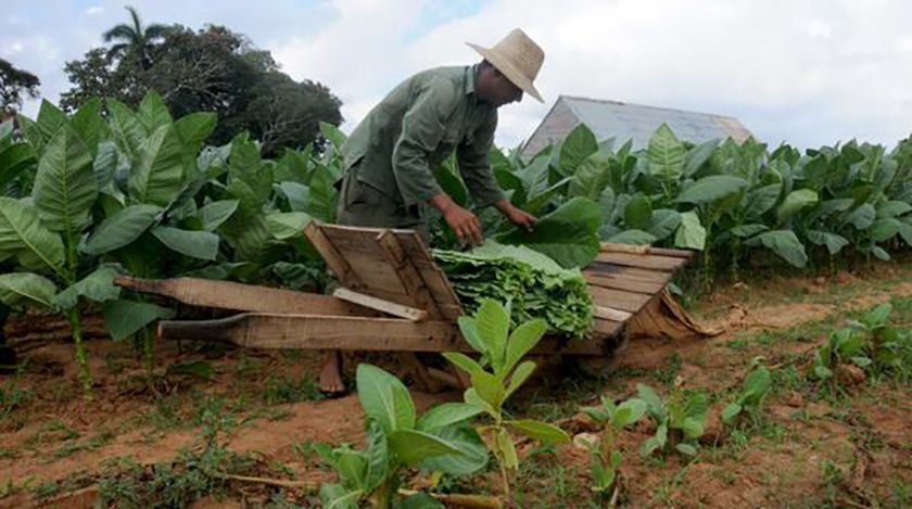 Agricultura de conservación en tabaco tapado