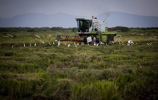 Beneficiará Fondo para Desarrollo Agropecuario el cultivo del arroz Nombre de