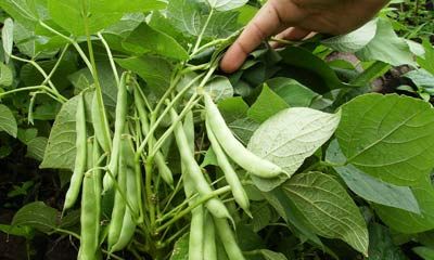 Informan tarifas para los servicios que brinda el sistema de Sanidad Vegetal en Cuba(+PDF)