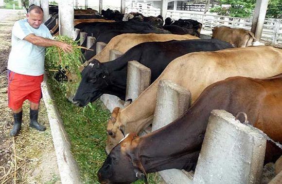 Conforman grupo temporal de trabajo para la elaboración de la Ley de la Ganadería de Cuba