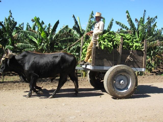 Plan de acción para la implementación de las medidas aprobadas para dinamizar la producción agropecuaria(+PDF)