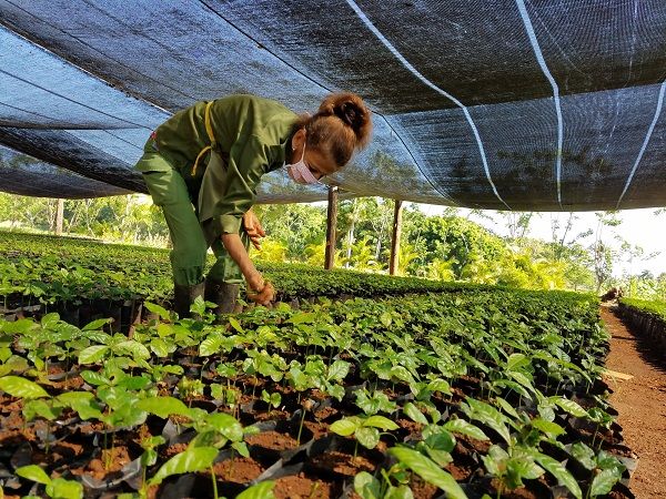 Avanza proceso de fortalecimiento y consolidación de las cooperativas agropecuarias en Cuba