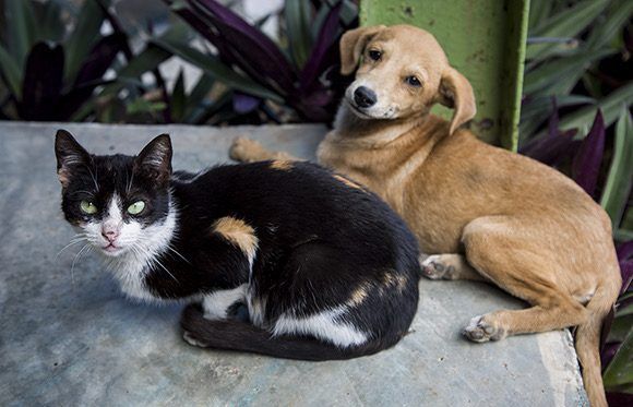 Informa el MINAG sobre nuevas vías para comunicar hechos contra el bienestar animal