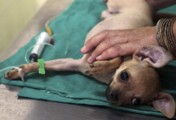 Suspenden restricción de la importación por viajeros de productos de uso veterinario(+PDF)