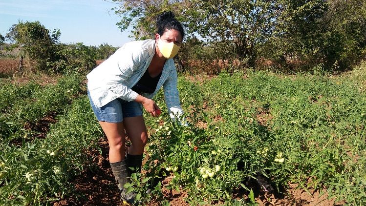 Información sobre el estado de implementación de las medidas aprobadas para dinamizar el sector agropecuario(+PDF)