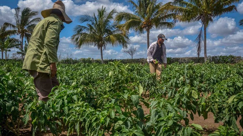Matanzas: unidad agroforestal Martí, enfocada en el desarrollo