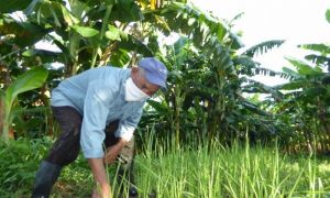 Convocatoria a legislar sobre el primer marco legal regulatorio de la agroecología en Cuba