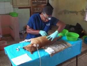 Publican nuevas arreglas de la atencion veterinaria en Cuba