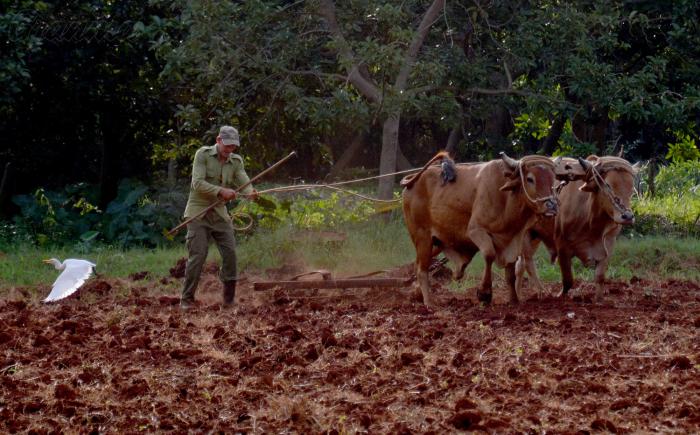 Aprovechar la tierra, sus frutos y hasta las cáscaras: a Pedro le funciona (+ Fotos)