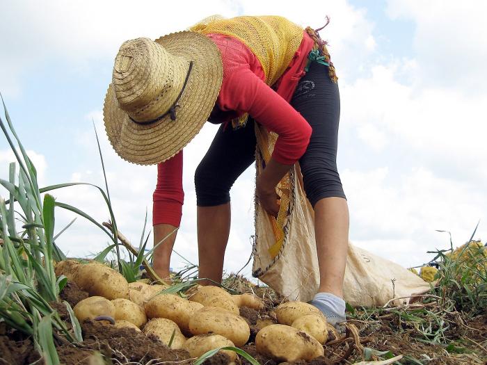 Experimentarán en Pinar del Río cultivo de papa con métodos agroecológicos