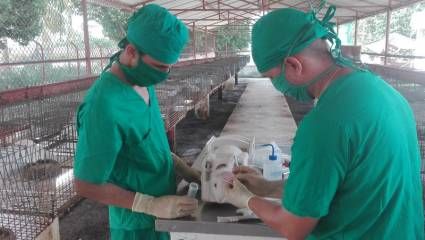 Requisitos generales para el registro general de medicamentos de uso veterinario nacionales y de importación(+PDF)