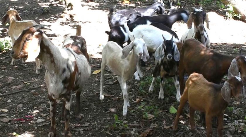 Estimulan en la capital proyecto para producción de leche de cabra