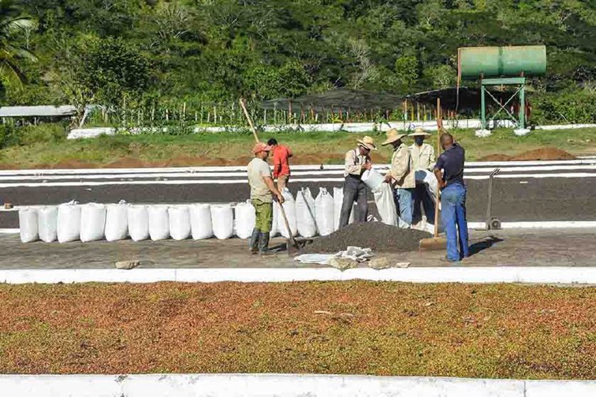 Movilización masiva al café para cumplir la cosecha del 2021 en el Tercer Frente