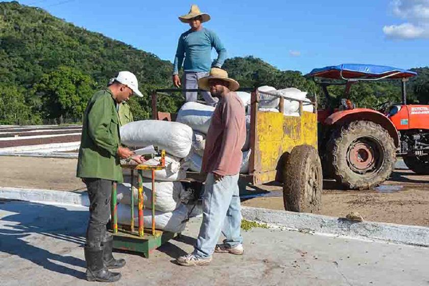 Movilización masiva al café para cumplir la cosecha del 2021 en el Tercer Frente