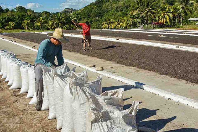 Movilización masiva al café para cumplir la cosecha del 2021 en el Tercer Frente