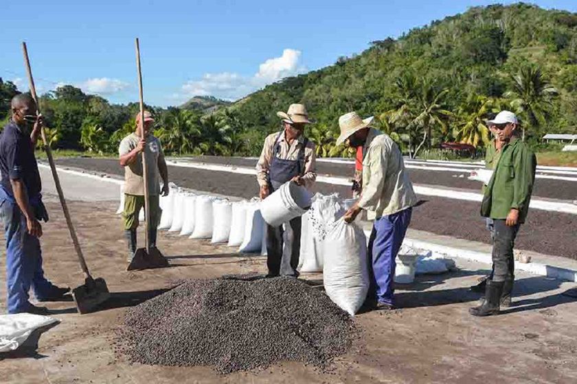 Movilización masiva al café para cumplir la cosecha del 2021 en el Tercer Frente