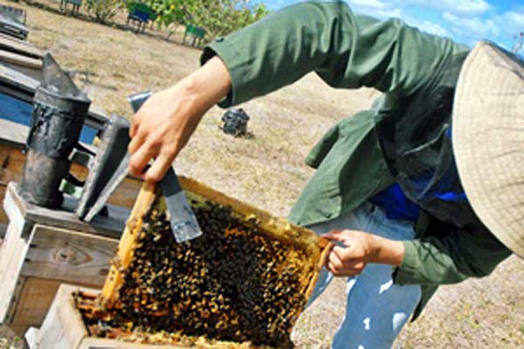 Apicultores tuneros implantan nuevo récord con más de 522 toneladas de miel acopiadas y entregadas