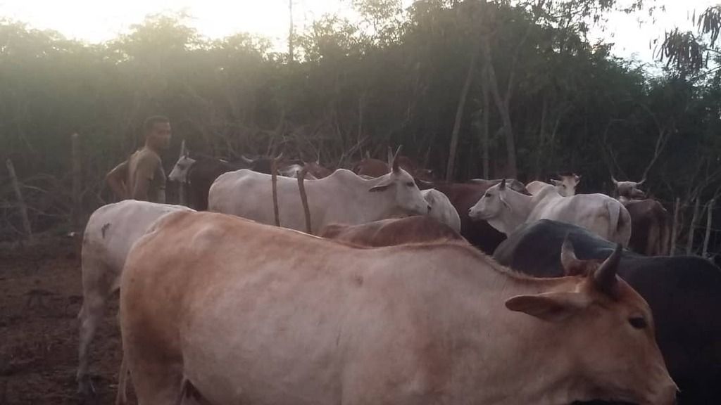 Geodarmis, una cubana de decisiones y tierras bravas