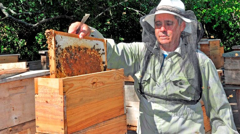 Apicultores espirituanos por acercarse a las 810 toneladas de miel