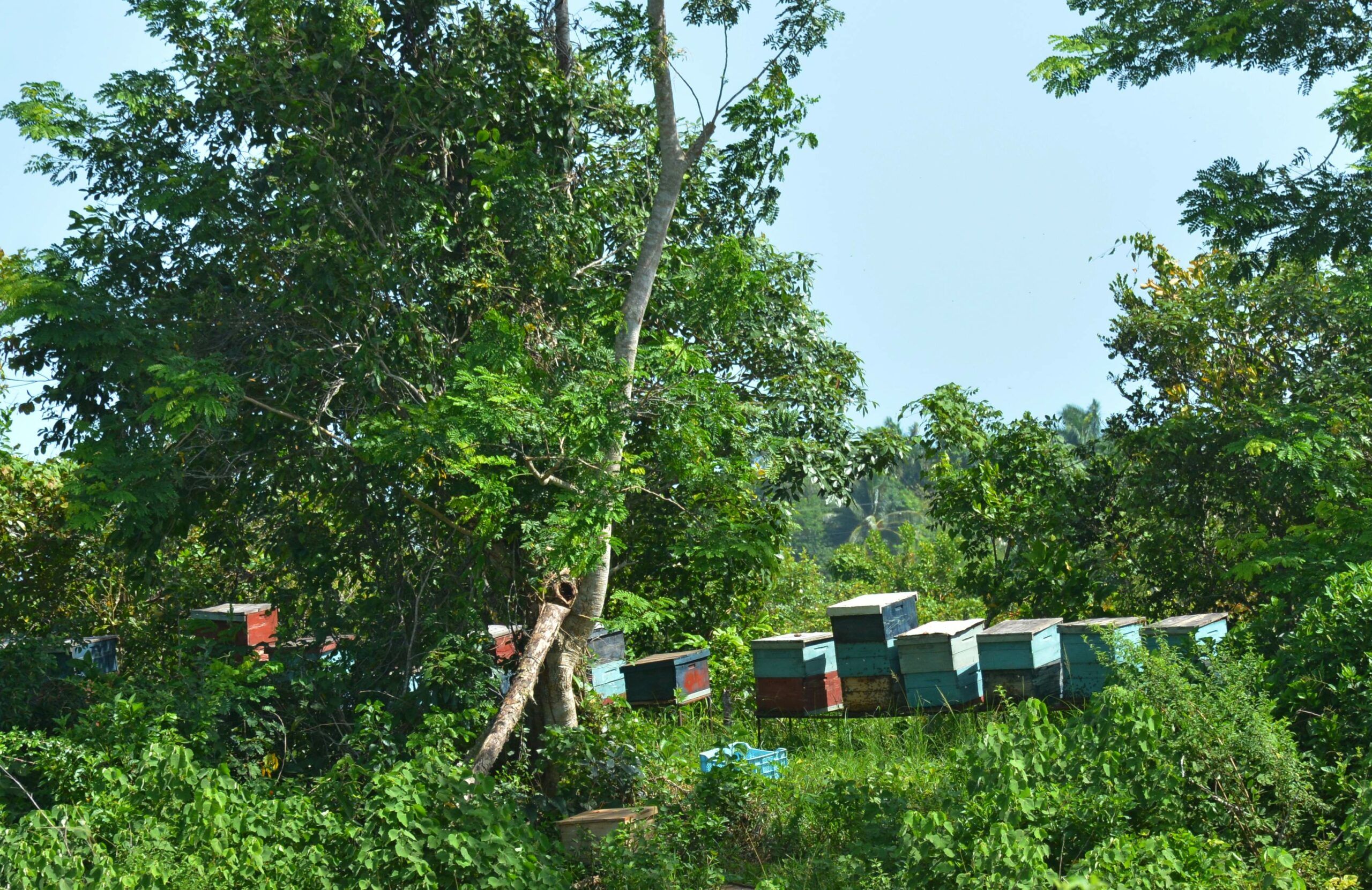 La ganadería, el bosque y el campesino nuevo