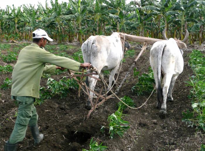Cada medida para el fomento agropecuario necesita ya una expresión productiva.