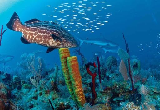 Parque Nacional Jardines de la Reina de Cuba recibe Premio Blue Park en categoría dorada