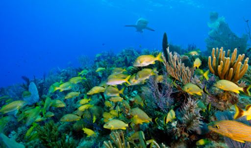 Parque Nacional Jardines de la Reina de Cuba recibe Premio Blue Park en categoría dorada