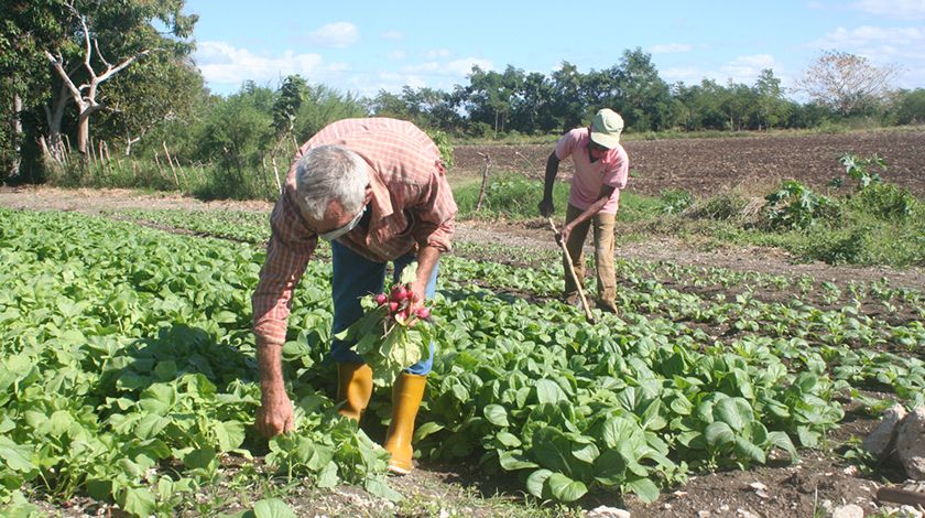 Recuperan tierras cultivables al norte de Artemisa
