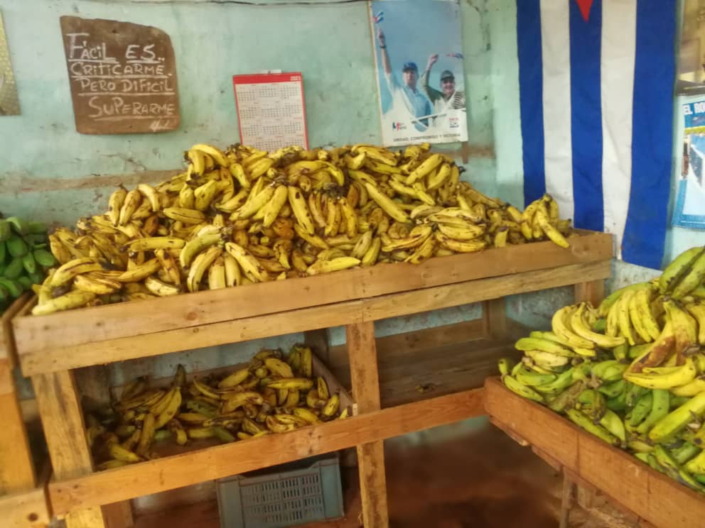 Obtienen en Guantánamo vitroplantas de cacao más resistentes a plagas