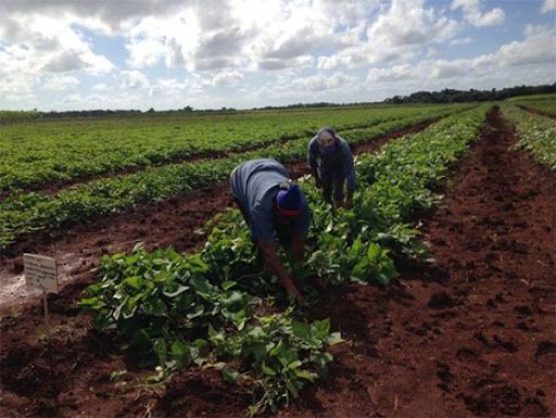 Agroecología: la agricultura como parte de un ecosistema