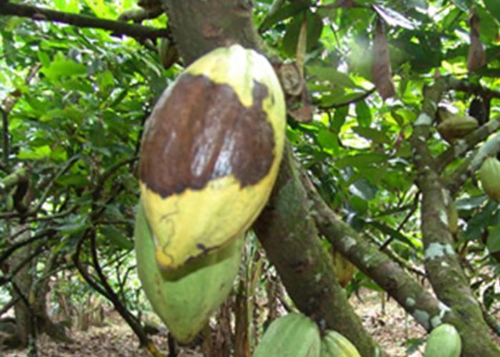 Obtienen en Guantánamo vitroplantas de cacao más resistentes a plagas
