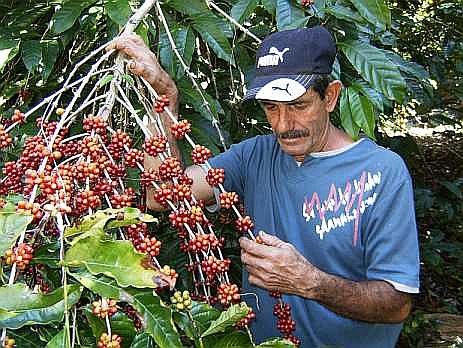 Terminó cosecha cafetalera en Santiago de Cuba