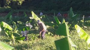 Investigan en Pinar del Río alternativas agroecológicas para la siembra de papa